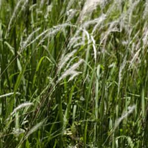 cogongrass